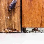 7 Soluciones Efectivas para Cucarachas en Hogares y Oficinas