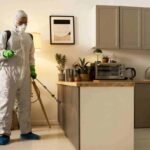 8 Peligros de las plagas urbanas y cómo proteger tu salud