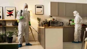 8 Peligros de las plagas urbanas y cómo proteger tu salud