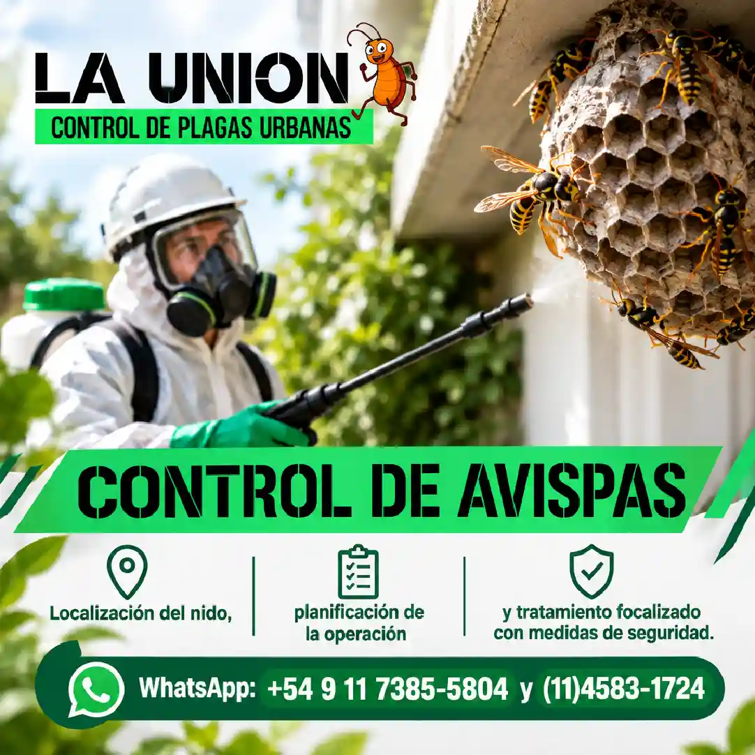 Control de avispas: tratamiento seguro del nido en CABA y GBA